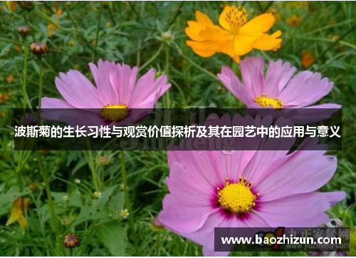 波斯菊的生长习性与观赏价值探析及其在园艺中的应用与意义