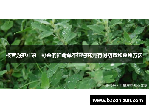 被誉为护肝第一野菜的神奇草本植物究竟有何功效和食用方法
